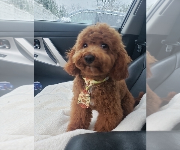 Medium Photo #10 Poodle (Toy) Puppy For Sale in LANSDALE, PA, USA