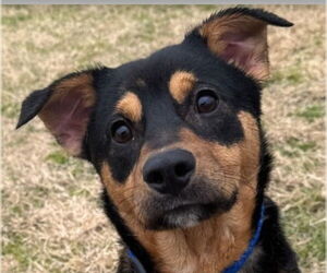 Australian Kelpie-Unknown Mix Dogs for adoption in Canton, CT, USA