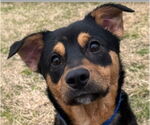 Small Australian Kelpie Mix