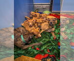Small Photo #37 Mutt Puppy For Sale in Philadelphia, PA, USA