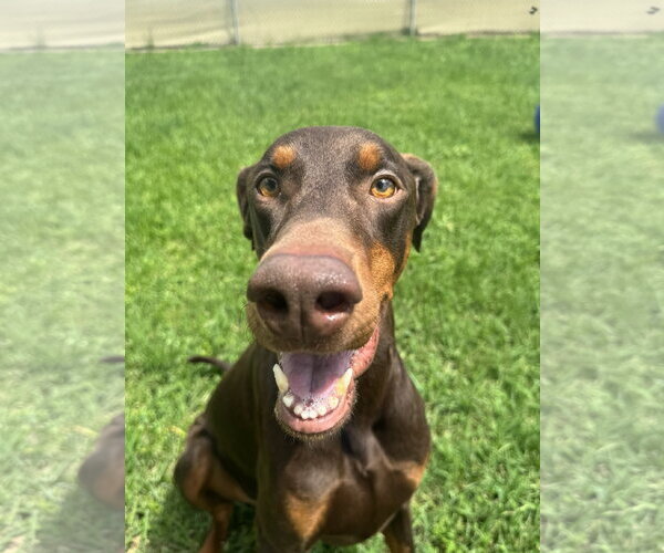 Medium Photo #1 Doberman Pinscher Puppy For Sale in Houston, TX, USA