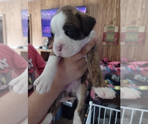 Boxer Puppy for sale in FAYETTEVILLE, NC, USA