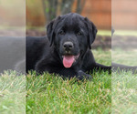 Small #2 Labrador Retriever Mix