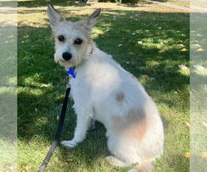 Medium Jack Russell Terrier Mix