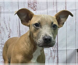 American Pit Bull Terrier-Unknown Mix Dogs for adoption in Wetumpka, AL, USA