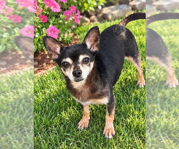 Medium Photo #1 Chihuahua Puppy For Sale in Rocky Mount, NC, USA