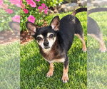Chico [pointy ears] - Male Chihuahua Dog for Adoption - Small photo