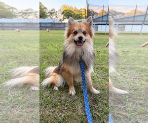 Pomeranian Dogs for adoption in Mobile, AL, USA