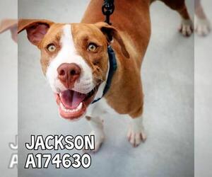American Pit Bull Terrier-Unknown Mix Dogs for adoption in Tulsa, OK, USA