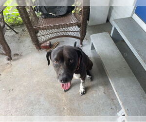 Plott Hound Dogs for adoption in West Palm Beach, FL, USA