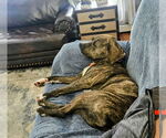 Small #39 American Pit Bull Terrier-Mountain Cur Mix