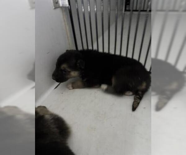 Medium Photo #1 German Shepherd Dog-Unknown Mix Puppy For Sale in Houston, TX, USA