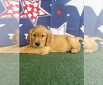 Small #23 Golden Retriever