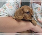 Small #6 Cavalier King Charles Spaniel