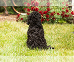 Small Photo #6 Miniature Bernedoodle Puppy For Sale in TOPEKA, IN, USA