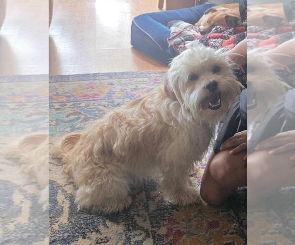 Medium Photo #3 Shih Tzu-Unknown Mix Puppy For Sale in Littleton, CO, USA