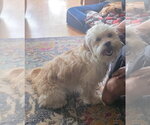 Small #2 Shih Tzu Mix