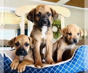 Bogle Puppy for sale in CONVERSE, IN, USA