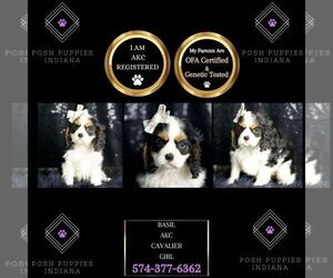 Cavalier King Charles Spaniel Puppy for sale in WARSAW, IN, USA