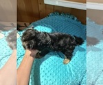 Small #5 Yorkshire Terrier