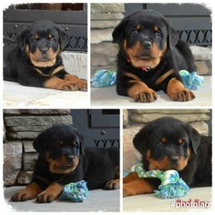 Rottweiler Puppy for sale in MORGANTON, NC, USA