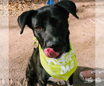 Small #5 Labrador Retriever-Retriever  Mix