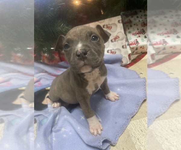 Medium Photo #3 American Bully-Pit Puppy For Sale in RONNEBY, MN, USA