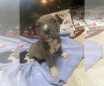 Small #2 American Bully-Pit