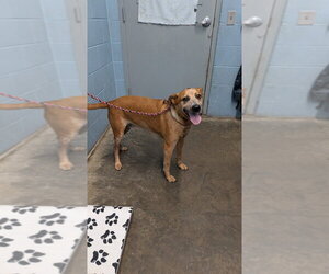 Mutt Dogs for adoption in Evansville, IN, USA