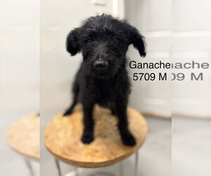 Poodle (Standard) Dogs for adoption in Studio City, CA, USA