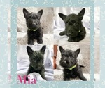 Puppy Mia Green Scottish Terrier