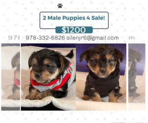 Yorkshire Terrier Puppy for sale in LOWELL, MA, USA