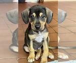 Small #2 Labrador Retriever Mix