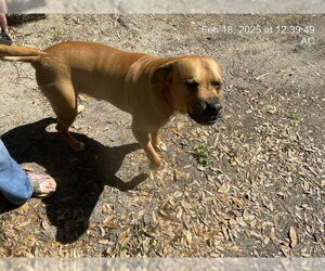 American Pit Bull Terrier-Unknown Mix Dogs for adoption in Ocala, FL, USA