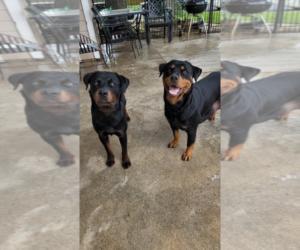 Medium Photo #3 Rottweiler Puppy For Sale in SAN ANTONIO, TX, USA