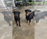 Small Photo #3 Rottweiler Puppy For Sale in SAN ANTONIO, TX, USA