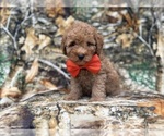 Archie - Male Cavapoo (Miniature) Puppy for Sale - Photo #8