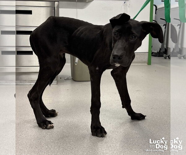 Medium Photo #2 Great Dane-Labrador Retriever Mix Puppy For Sale in Washington, DC, USA