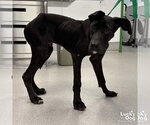 Small #1 Great Dane-Labrador Retriever Mix