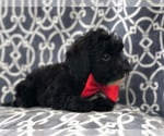Small Photo #13 Morkie-Poodle (Miniature) Mix Puppy For Sale in LAKELAND, FL, USA