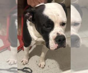 Boxer-Unknown Mix Dogs for adoption in San Antonio, TX, USA