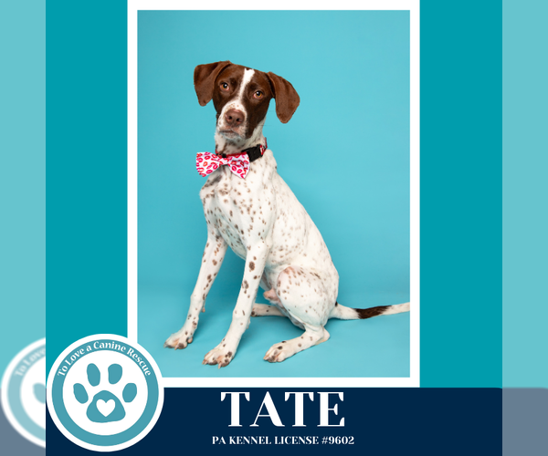 Medium Photo #3 German Shorthaired Pointer Puppy For Sale in Kimberton, PA, USA