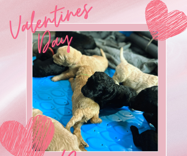 Medium Photo #1 Goldendoodle Puppy For Sale in LAWRENCEVILLE, GA, USA