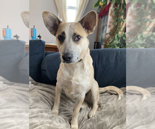 Medium Photo #5 Catahoula Leopard Dog-Unknown Mix Puppy For Sale in Boston, MA, USA