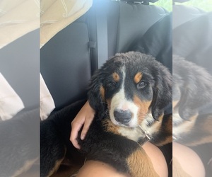 Bernese Mountain Dog Puppy for sale in CLINTON, PA, USA