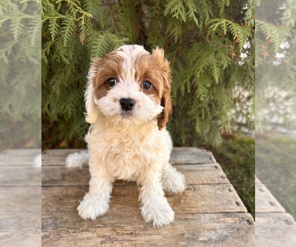 Medium Photo #4 Cavapoo Puppy For Sale in MIDDLEBURY, IN, USA