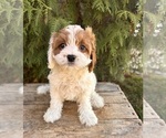 Small #3 Cavapoo