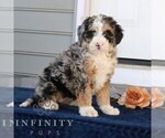 Small Photo #4 Bernedoodle (Miniature) Puppy For Sale in NARVON, PA, USA