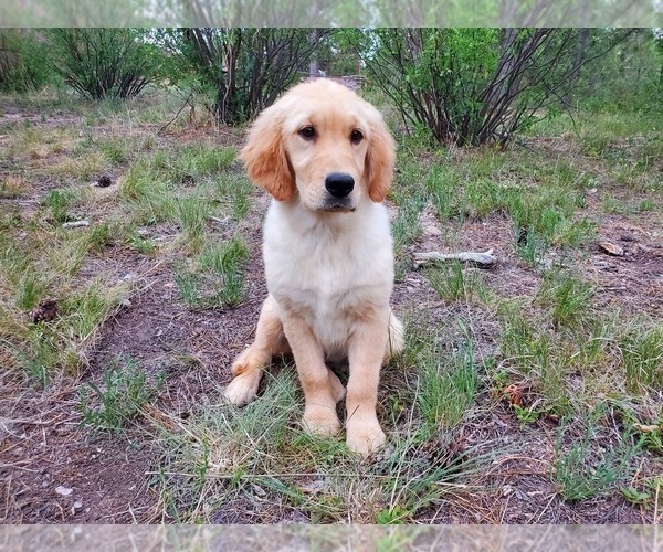 Medium Photo #7 Golden Retriever Puppy For Sale in PEYTON, CO, USA