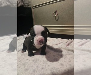American Bully Puppy for sale in NORTH PORT, FL, USA